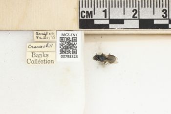 Media type: image;   Entomology 793323 Aspect: Labels